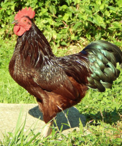 Rhode Island Red Bantam