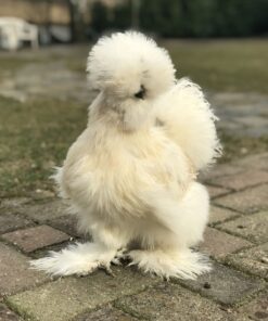 Silkie Chicken For Sale