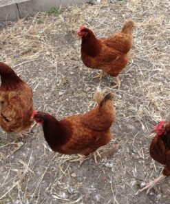 Rhode Island Reds For Sale​