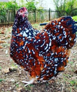 Speckled Sussex Chickens