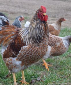 Wyandotte Chickens For Sale