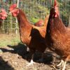 Rhode Island Red Chicken Hen