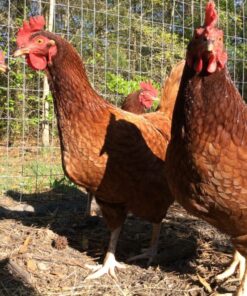 Rhode Island Red Chicken Hen